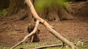 МЕДВЕЖАТА В ЭФИРЕ: ни минуты покоя!