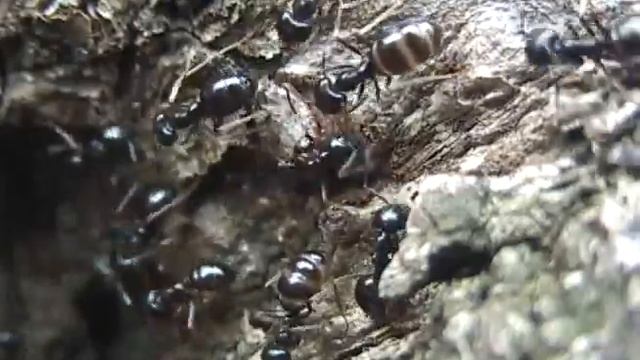 Ants on the tree - Муравьи на дереве смотреть онлайн