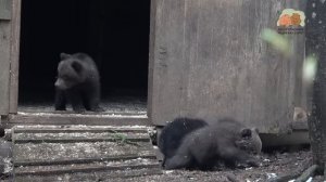 Продолжаем серию «Первое знакомство медвежат с лесом»