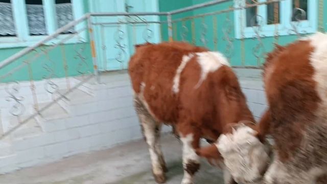 сментал букачалар сотилади наманганда нархи 19 млн дан смотреть онлайн