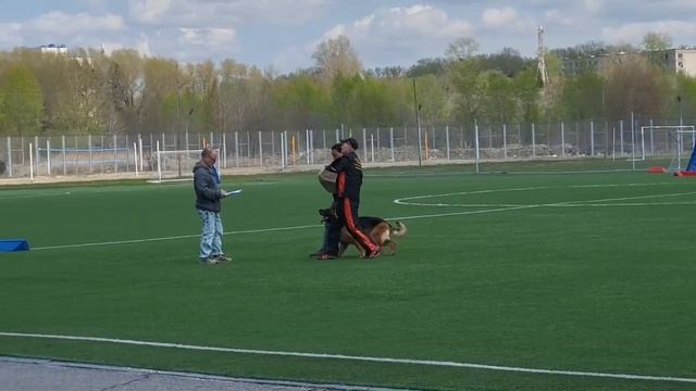 3 Отл. СМИЛГА Ис Сапиегинес +++ №46 IGP-3 247 Универсальный Чемпион / КЧК ХАБАРОВСК 11 мая`25