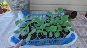 Сажаем огурцы Герман в открытый грунт рассадой. Косим траву. Мульчирование грядок травой. 25.05.25г.