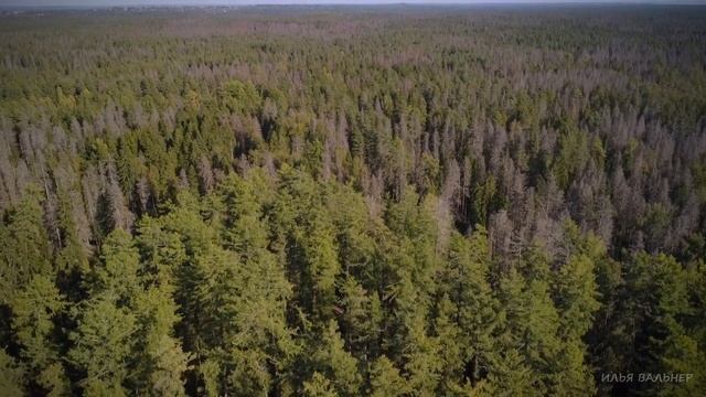 Линдуловская роща смотреть онлайн