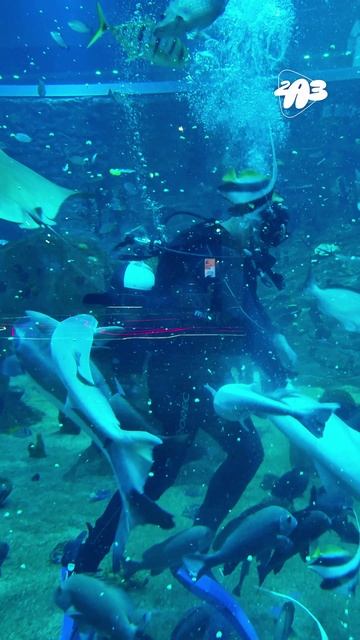 🐟 ШОК! ВОТ на что способны ГОЛОДНЫЕ РЫБЫ... смотреть онлайн