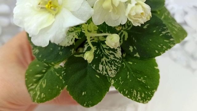 Фиалка Adirondack Moon