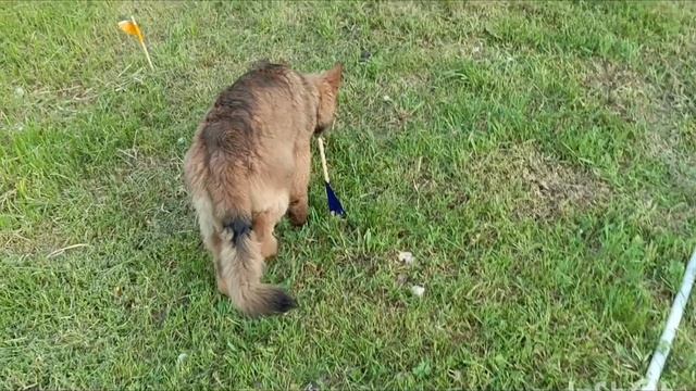 ДНЭ Ликан,4 месяца смотреть онлайн
