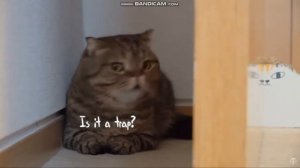 «Я бесполезный котенок» - киттизаурус на русском(kittisaurus rus).