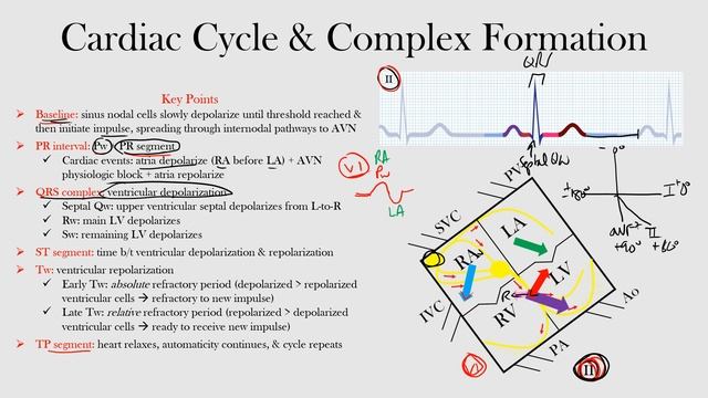 13.Cardiac Cycle & Complex Formation смотреть онлайн