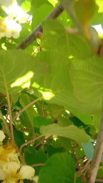 КИВИ ЦВЕТЕ́Т смотреть онлайн