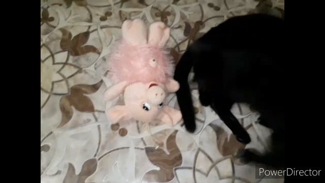 СМЕШНОЙ КОТ - КОРЖИК 2020 #ЧёрныйКот #ПриколсКото? смотреть онлайн