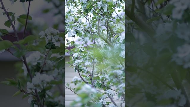 Звуки природы. Утро в деревне