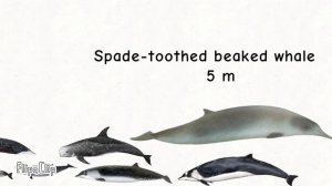 Сравнение размеров дельфинов и китов/ Dolphins and whales size comp