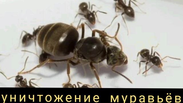 Уничтожение муравьёв .mp4