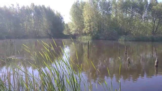 Утки 🦆🦆🦆🦆🦆 😉✌️👍