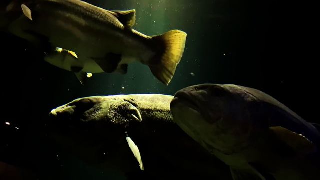 Морская жизнь.