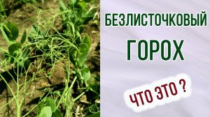 Безлисточковый горох. Что это такое. Как он растёт.