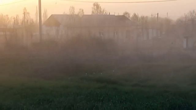 Сирдаре туман Асалчига тоза хаво керак! #Shorts смотреть онлайн