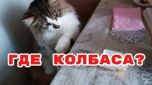 Кошки с озвучками.