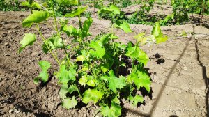 Жируют побеги винограда, что делать как сформировать виноград чтоб был урожай на следующий год