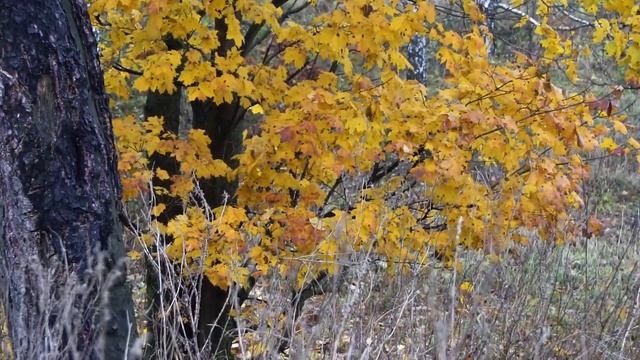 Люблю Родную Бобрик гору смотреть онлайн