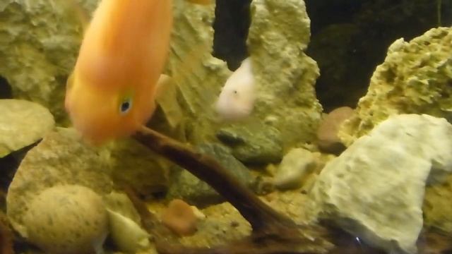 РЫБНЫЕ ПРИКЛЮЧЕНИЯ смотреть онлайн