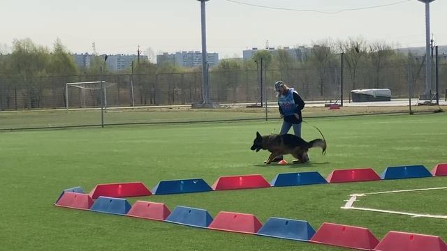 3 Отл. Pacific Rim DEIMON +++ №18 / КЧК ХАБАРОВСК 11 мая`25 Е.Шайхудинов Моно немецких овчарок