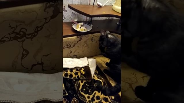 прикол с котом) смотреть онлайн