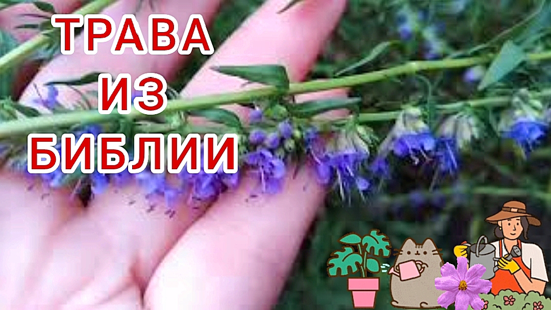 Иссоп, эсоб,синий зверобой.Священная трава. Красиво и полезно. смотреть онлайн