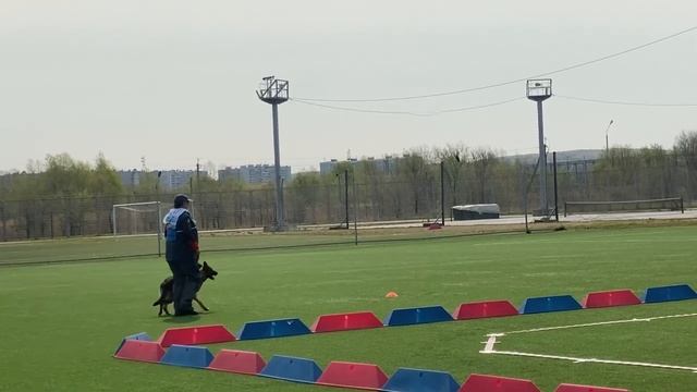 1 Хор. ДАРСИ АТРАКТИВ +++ №43 / КЧК ХАБАРОВСК 11 мая`25 Е.Шайхудинов Моно немецких овчарок