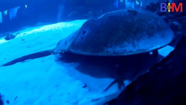 #46 Путешествие в Киев. Март 2017. 2 серия