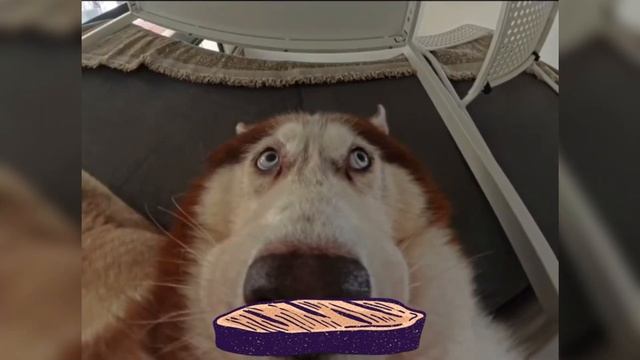 Бутерброд с колбасуней. #нейросеть