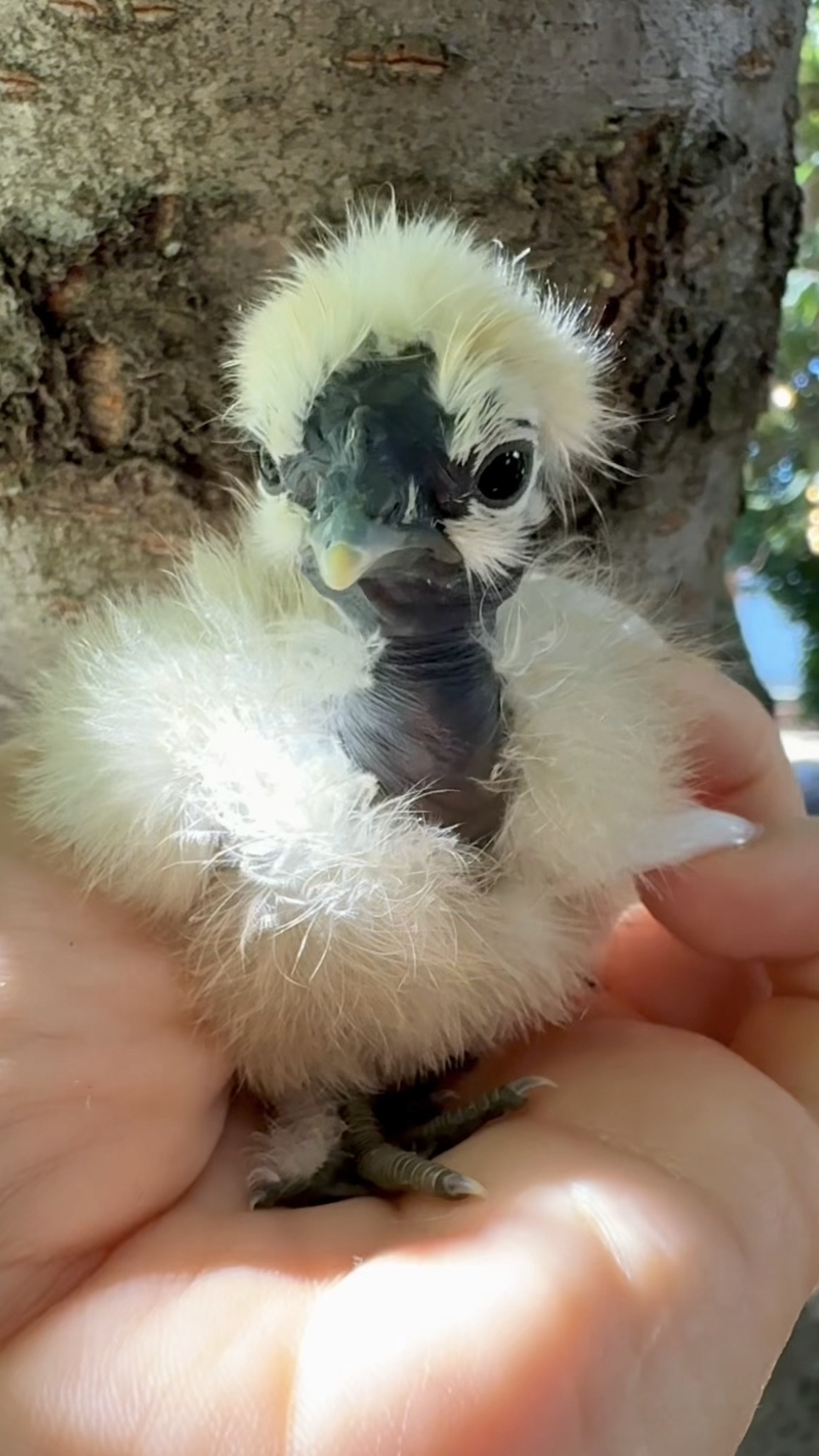 Угадайте, чей это птенец?) смотреть онлайн