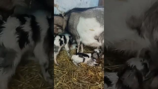 Урааааа! Родила!!!! третий блин НЕ комом.