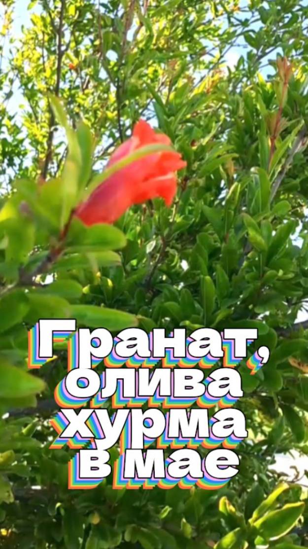Гранат, олива, хурма в мае смотреть онлайн