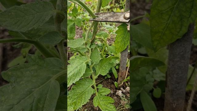 Пикировка томата