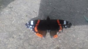 Адмирал — дневная бабочка из семейства нимфалид.