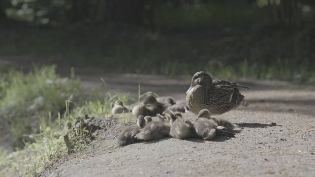 6,2K-видеосъёмка в F-Log 2 на Fujifilm X-T5