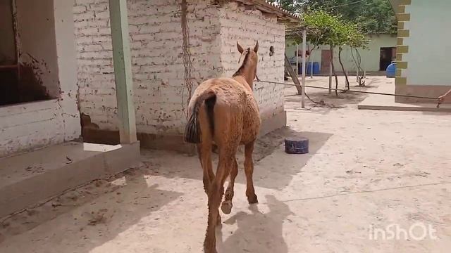 ТОӢ ДАНЧАК ФУРИШИ ТЕЛ 902,21,31,91 смотреть онлайн