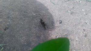 Адмирал — дневная бабочка