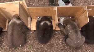 МИШКИНА КАША