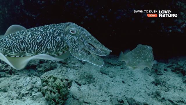 От рассвета до заката / 08. Аравия: Королевство Солнца / ?