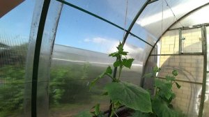 Формирование огурцов