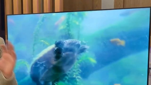 Телевизор Tuvio TD50UFGHV1 смотреть онлайн