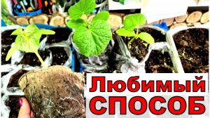 Теплица забита горшками с растениями. Куда и как сажать огурцы_ Мой способ не подведет