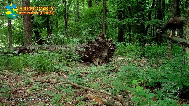 European Honey Buzzard / Осоед / Pernis Apivorus. Green Video Wildlife