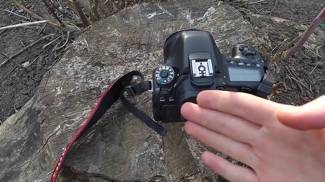 Canon 80d в 2024 году (ладно, не нужны мне выши 10к лайков)