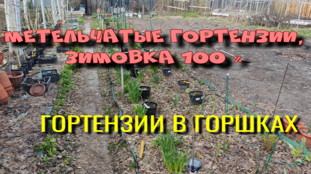 ГОРТЕНЗИИ ПЕРЕЗИМОВАЛИ НА 100 %. СИБИРЬ. смотреть онлайн