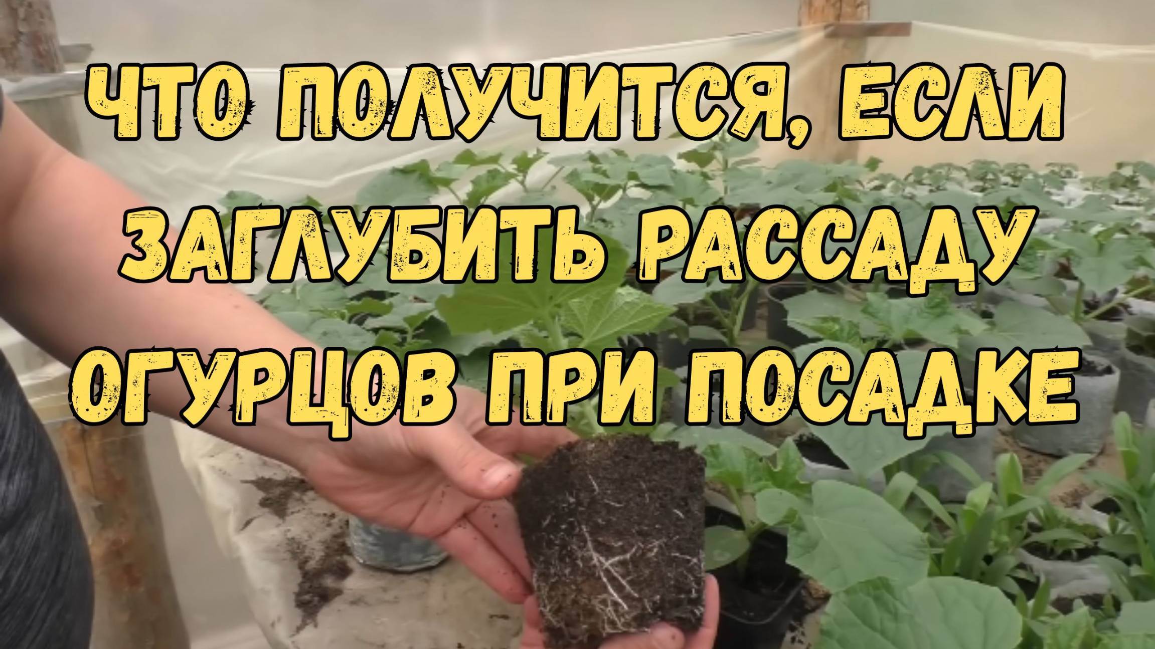🥒❓ Что будет, если посадить огурцы слишком глубоко? Проверяем! смотреть онлайн