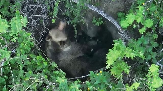 Медвежата кормятся молоком матери смотреть онлайн