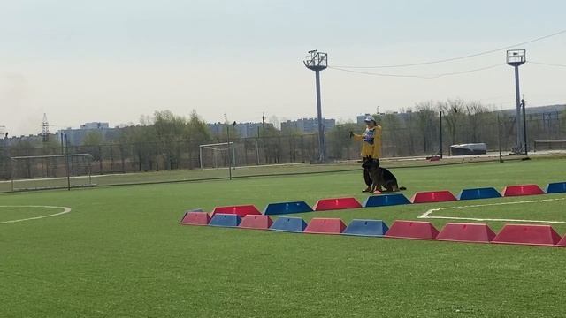 5 Отл. Аксельбруннен МАЦУМОТО +++ №12 / КЧК ХАБАРОВСК 11 мая`25 Е.Шайхудинов Моно немецких овчарок